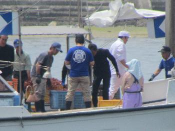 トサカかけ トサカかけ