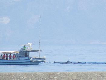 イルカウォッチング イルカウォッチング