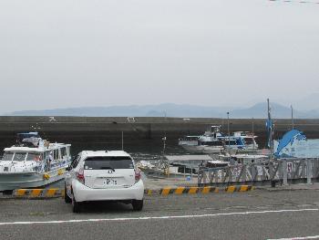 イルカウォッチング イルカウォッチング