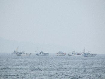 イルカウォッチング イルカウォッチング