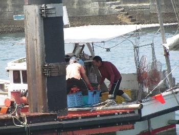 トサカかけ トサカかけ