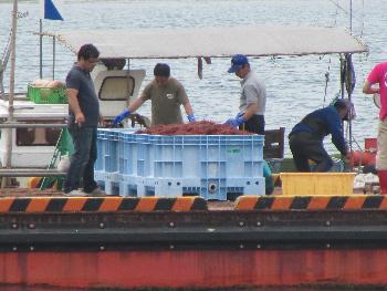 トサカの計量 トサカの計量