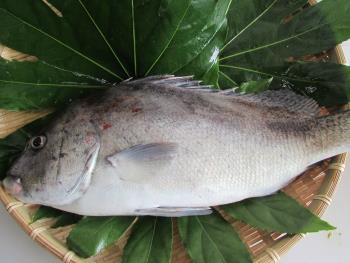 コ―コダイ コ―コダイ