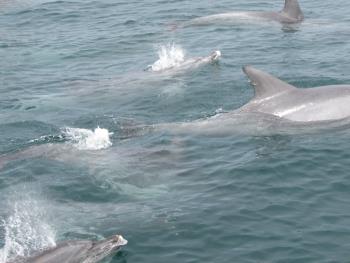 イルカさん イルカさん