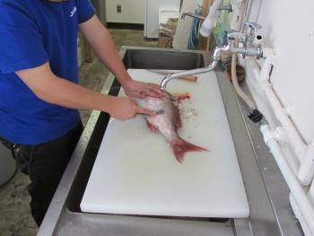 魚さばき 魚さばき