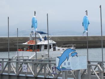 イルカウォッチング イルカウォッチング