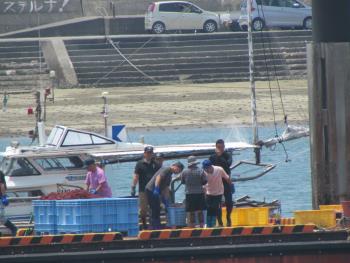 トサカかけ トサカかけ