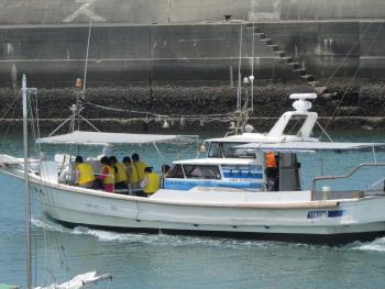 イルカウォッチング イルカウォッチング