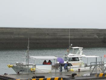 イルカウォッチング イルカウォッチング