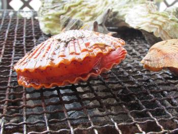 ヒオウギ貝 ヒオウギ貝