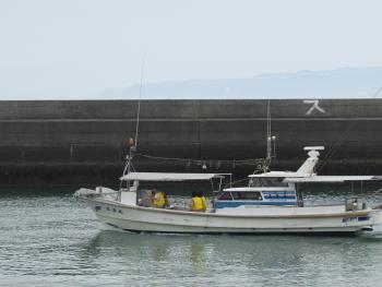 イルカウォッチング イルカウォッチング