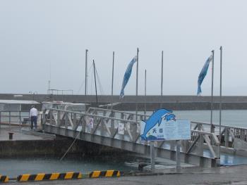 イルカウォッチング イルカウォッチング