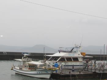 イルカウォッチング イルカウォッチング