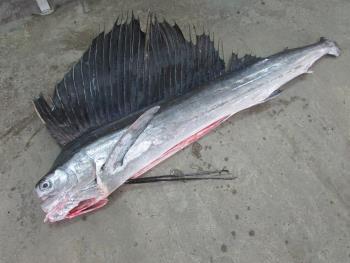 カジキマグロ カジキマグロ