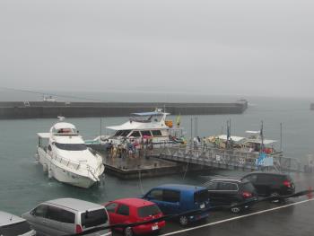 イルカウォッチング イルカウォッチング