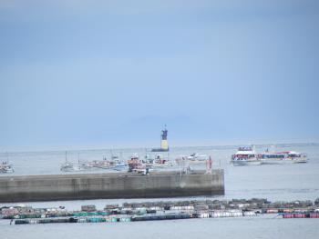 イルカウォッチング イルカウォッチング