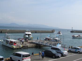 イルカウォッチング イルカウォッチング