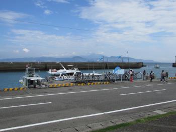 イルカウォッチング イルカウォッチング