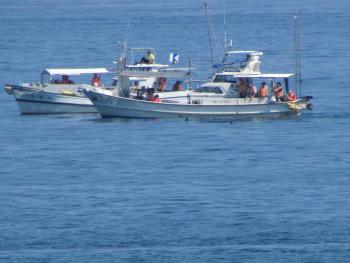 イルカウォッチング イルカウォッチング