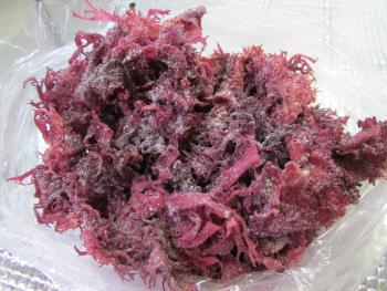 ウバトサカ ウバトサカ