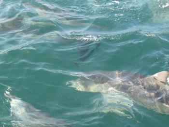 イルカさん イルカさん