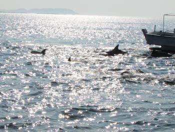 イルカさん イルカさん