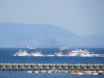 イルカウォッチング イルカウォッチング