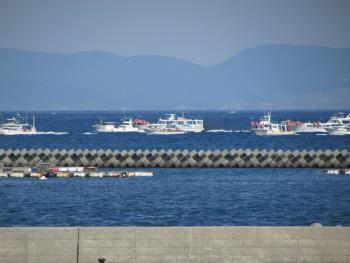 イルカウォッチング イルカウォッチング