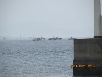 イルカウォッチング イルカウォッチング