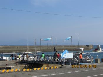 イルカウォッチング イルカウォッチング