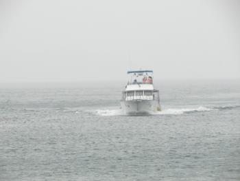 イルカウォッチング イルカウォッチング