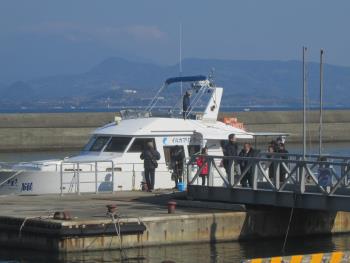 イルカウォッチング イルカウォッチング