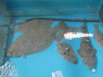 カレイ・コチ カレイ・コチ