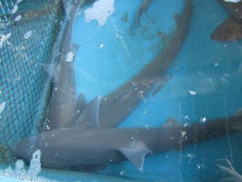 ノーソー ノーソー