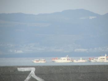 イルカウォッチング イルカウォッチング