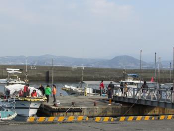 イルカウォッチング イルカウォッチング