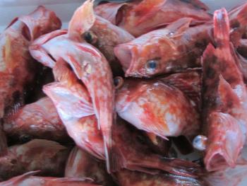 ガラカブ ガラカブ