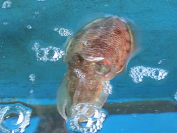 こぶイカ こぶイカ