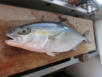 カンパチ カンパチ