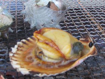 ヒオウギ貝 ヒオウギ貝