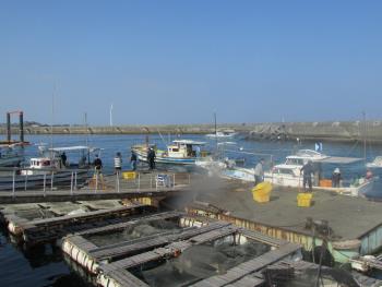 トサカかけ トサカかけ