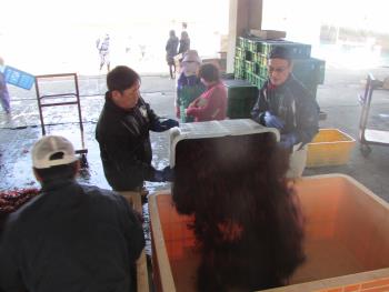 トサカかけ トサカかけ