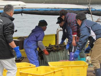 ワカメかけ ワカメかけ