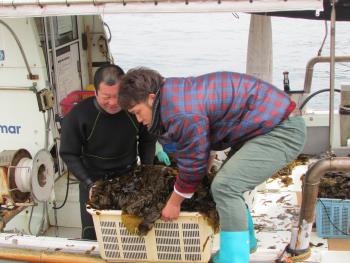 ワカメかけ ワカメかけ