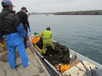 ワカメかけ ワカメかけ