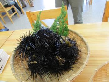 ムラサキウニ ムラサキウニ