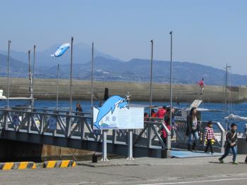 イルカウォッチング イルカウォッチング