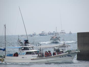 イルカウォッチング イルカウォッチング