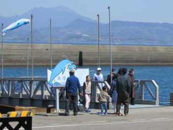 イルカウォッチング イルカウォッチング