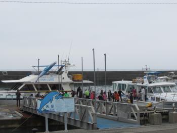 イルカウォッチング イルカウォッチング